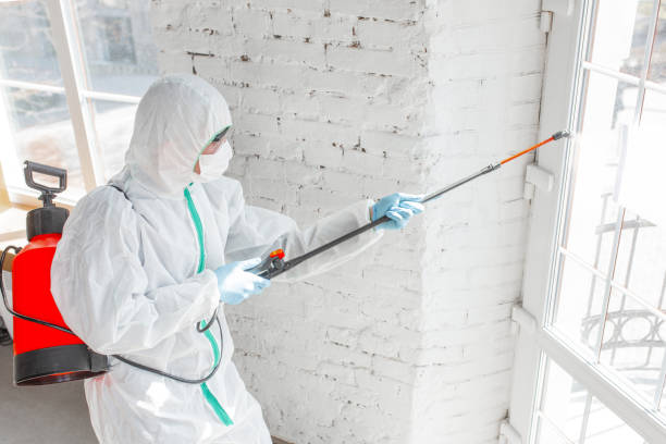 Mold Removal & Remediation