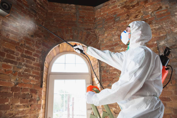 Germantown Hills, IL Mold Removal & Remediation Company